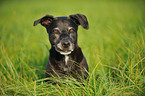 American Staffordshire Terrier Portrait