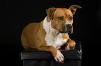 liegender American Staffordshire Terrier