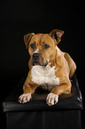 liegender American Staffordshire Terrier