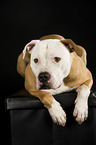 liegender American Staffordshire Terrier