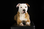 liegender American Staffordshire Terrier