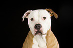 American Staffordshire Terrier Portrait