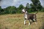 American Staffordshire Terrier