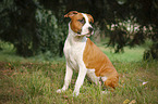 junger American Staffordshire Terrier