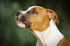 junger American Staffordshire Terrier