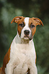 junger American Staffordshire Terrier