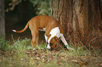 junger American Staffordshire Terrier