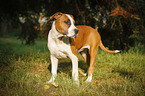 junger American Staffordshire Terrier