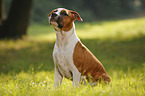 junger American Staffordshire Terrier