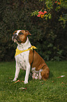 sitzender American Staffordshire Terrier