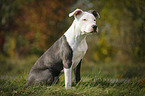 junger American Staffordshire Terrier