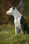 junger American Staffordshire Terrier
