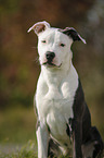 junger American Staffordshire Terrier