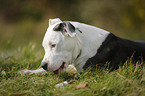 junger American Staffordshire Terrier