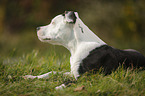 junger American Staffordshire Terrier