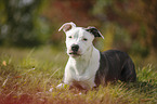 junger American Staffordshire Terrier
