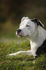junger American Staffordshire Terrier
