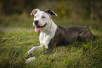 junger American Staffordshire Terrier