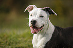 junger American Staffordshire Terrier