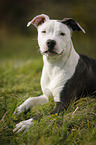 junger American Staffordshire Terrier