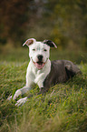 junger American Staffordshire Terrier