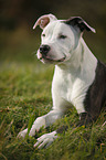 junger American Staffordshire Terrier