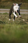 junger American Staffordshire Terrier