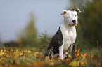 junger American Staffordshire Terrier
