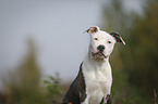 junger American Staffordshire Terrier