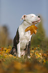 junger American Staffordshire Terrier