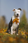 junger American Staffordshire Terrier