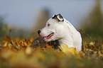 junger American Staffordshire Terrier
