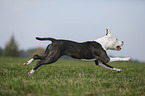junger American Staffordshire Terrier