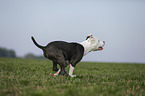 junger American Staffordshire Terrier