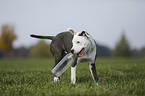 junger American Staffordshire Terrier