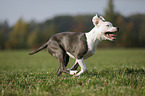 junger American Staffordshire Terrier