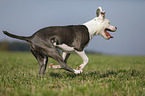 junger American Staffordshire Terrier