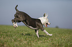 junger American Staffordshire Terrier