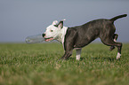 junger American Staffordshire Terrier