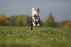 junger American Staffordshire Terrier