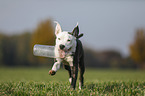 junger American Staffordshire Terrier