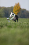 junger American Staffordshire Terrier