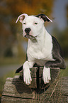 junger American Staffordshire Terrier