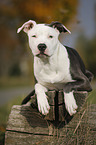 junger American Staffordshire Terrier