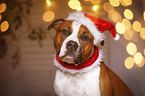 American Staffordshire Terrier mit Weihnachtsmannmtze