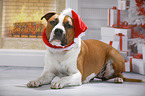 American Staffordshire Terrier mit Weihnachtsmannmtze