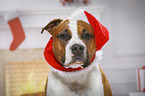 American Staffordshire Terrier mit Weihnachtsmannmtze