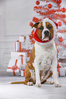American Staffordshire Terrier mit Weihnachtsmannmtze