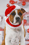 American Staffordshire Terrier mit Weihnachtsmannmtze