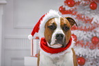 American Staffordshire Terrier mit Weihnachtsmannmtze